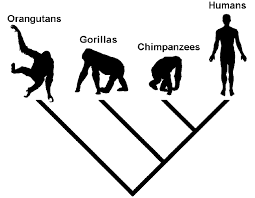 Theistic evolution